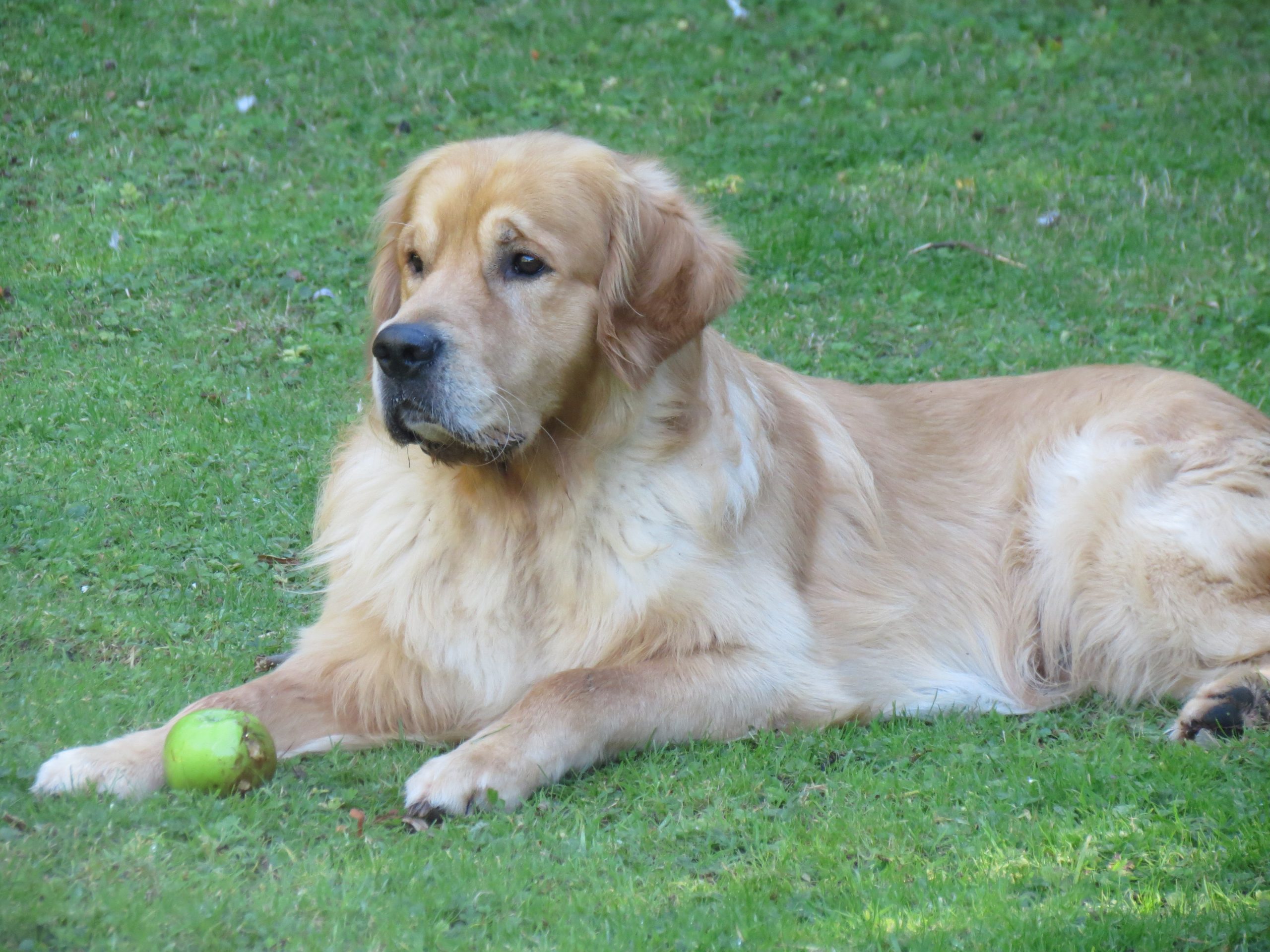 Archie on our field.