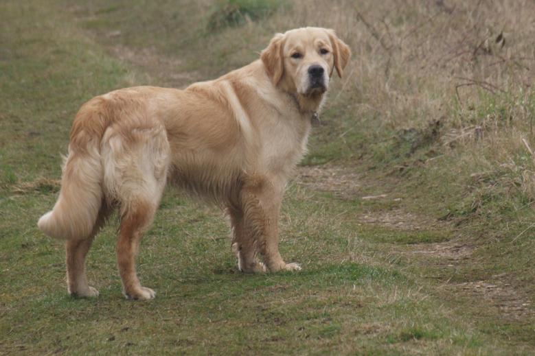 Archie at 10 months old.