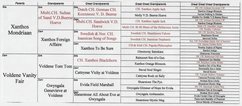 Archie's Pedigree