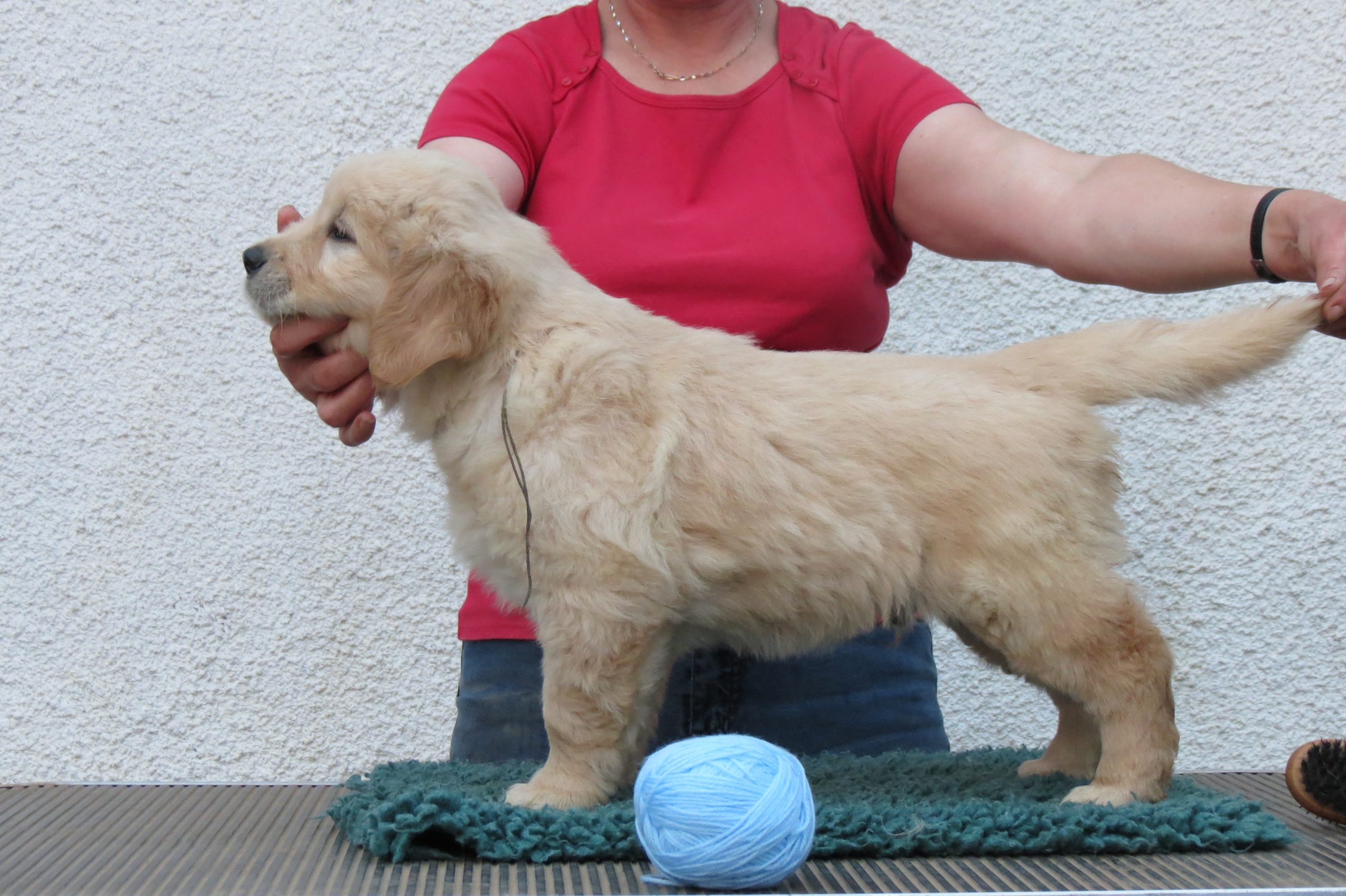 Archie at 7 weeks old.