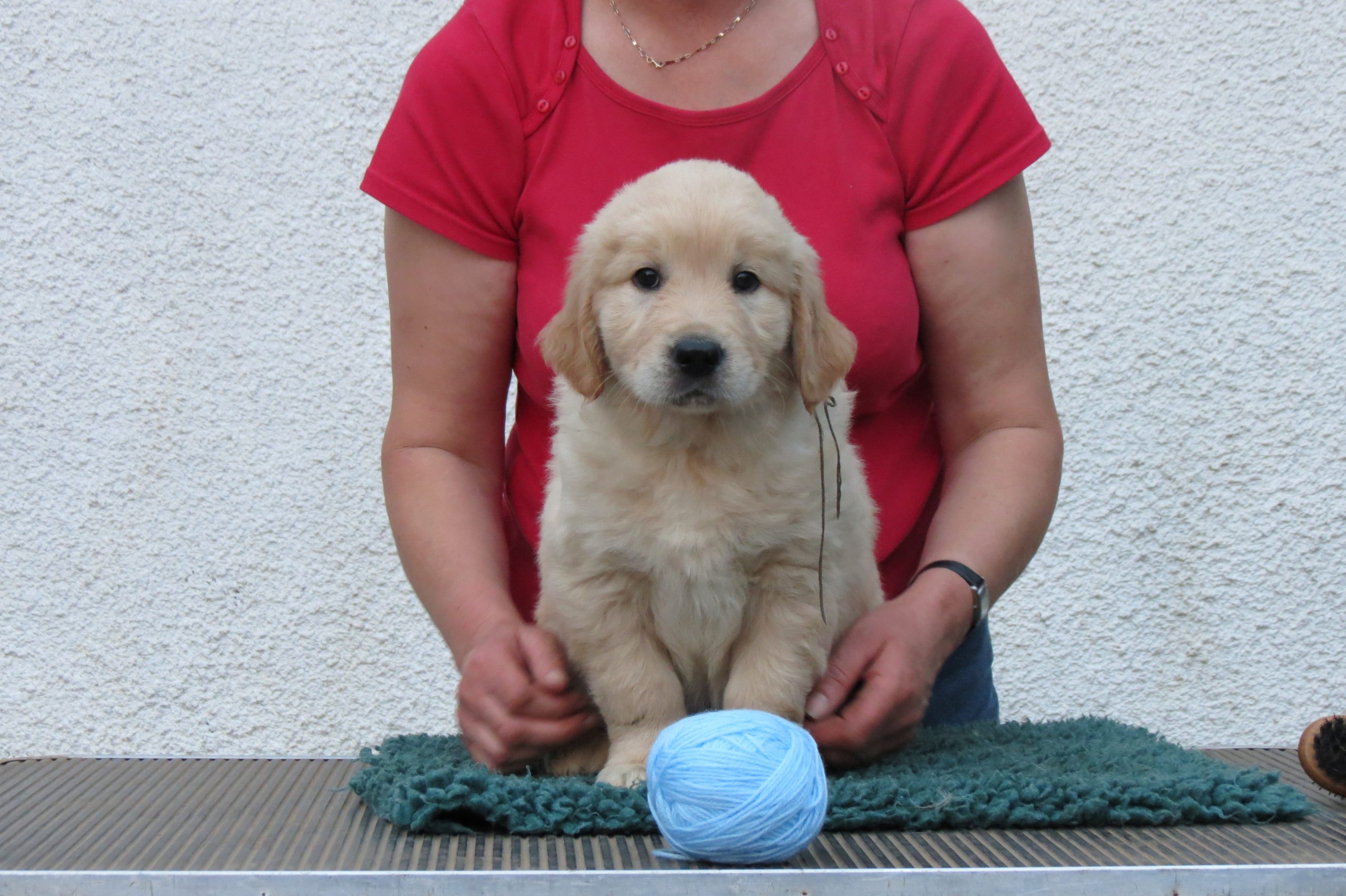 Head shot of Archie