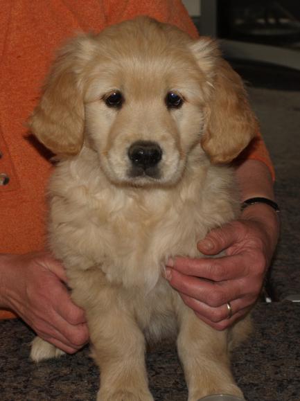 Bella at 8 weeks(head)