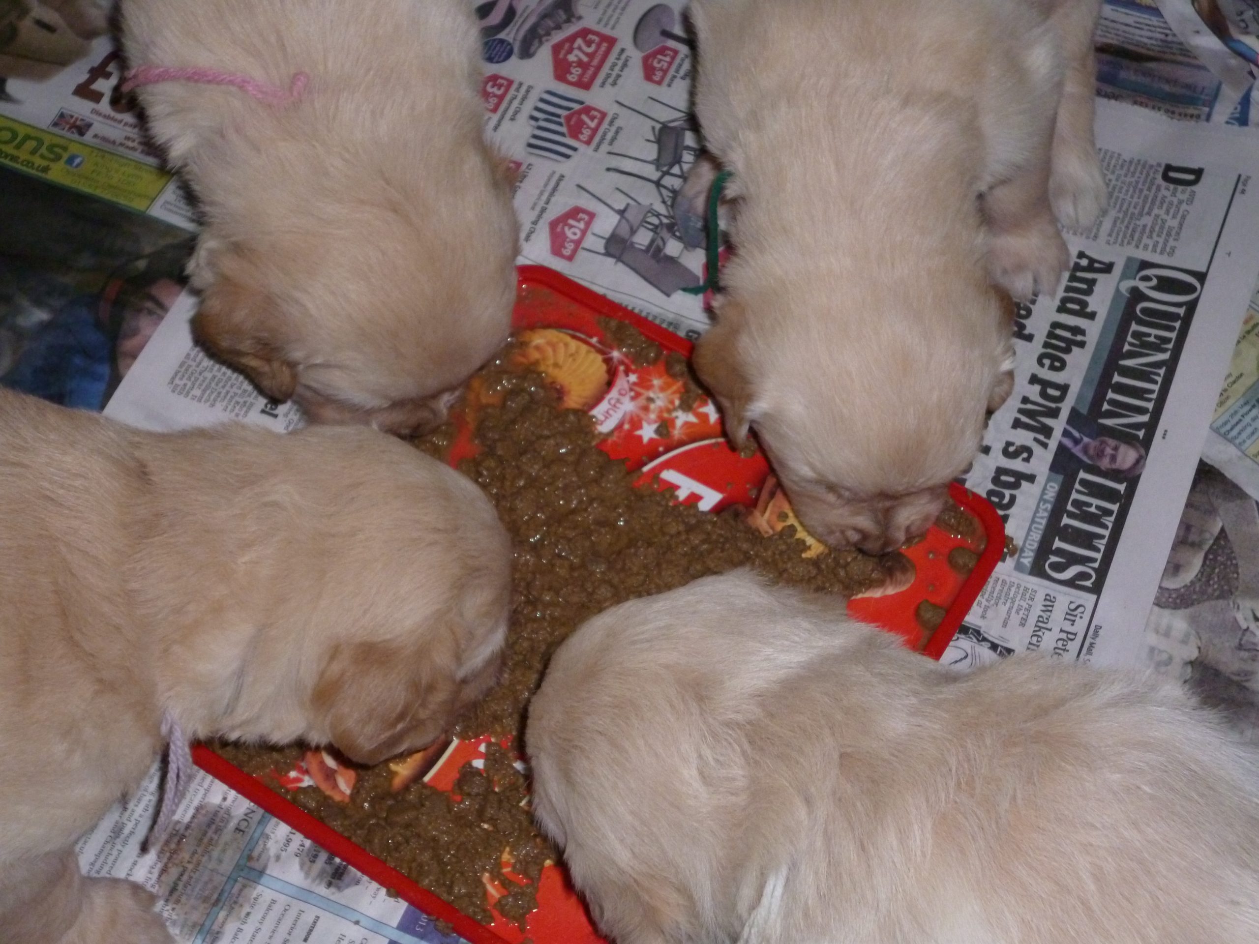 puppies eating