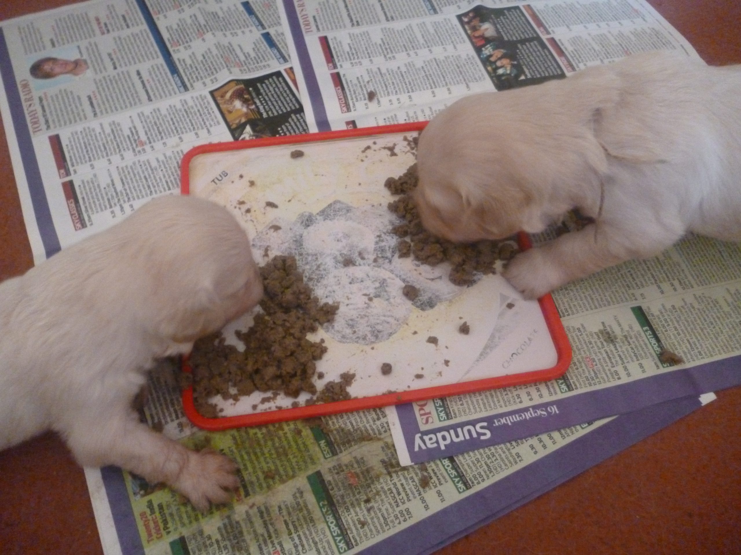 Puppies eating