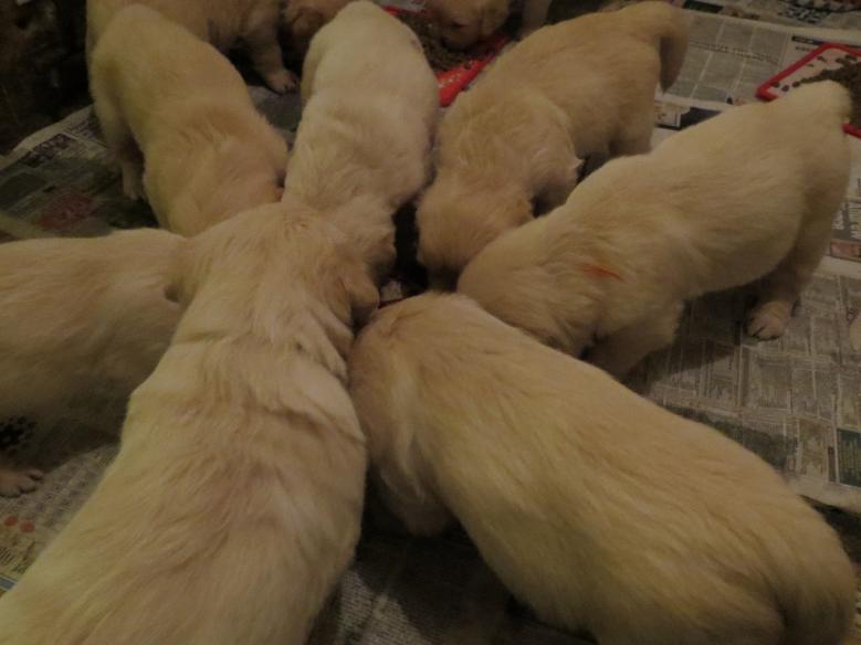 All puppies eating