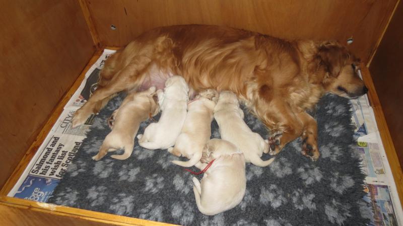 Bella's pups 13 days old