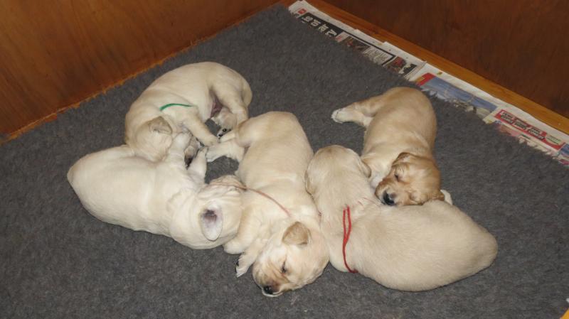 Bella's pups 16 days 