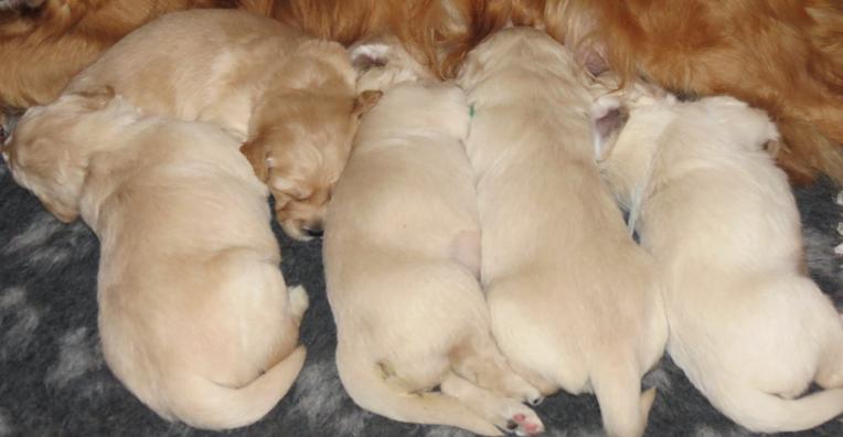 Bella's pups 18 Days