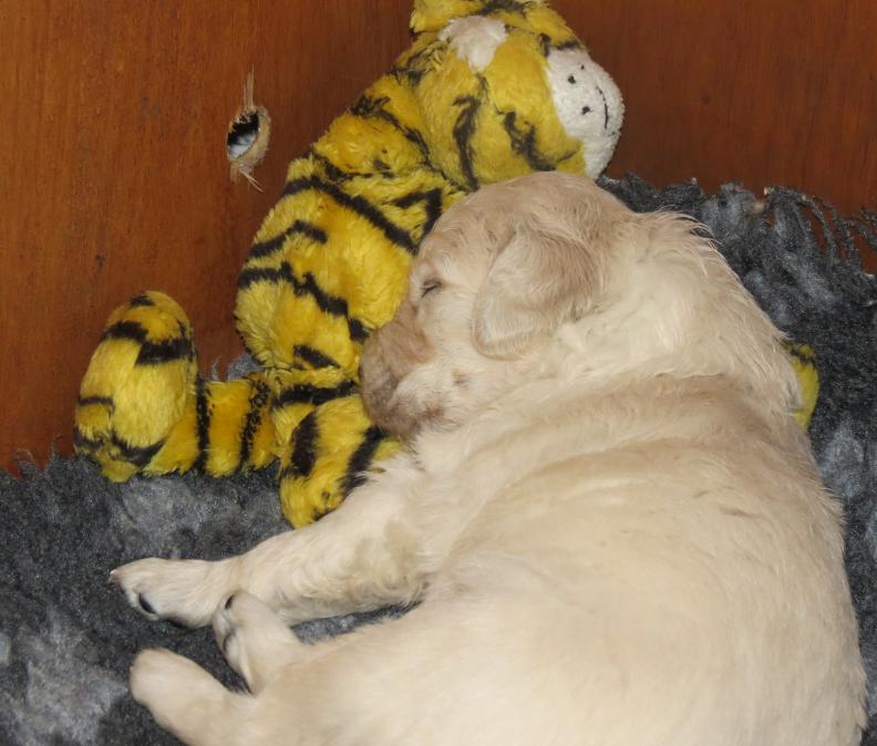 fast asleep with toys