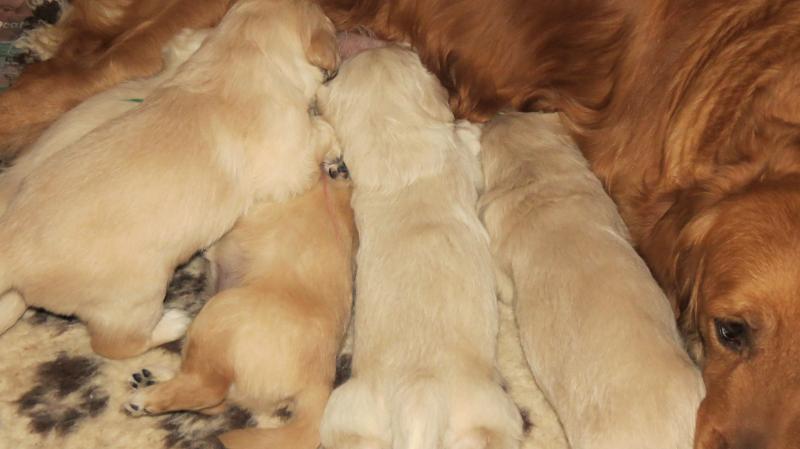 Bella's pups at 3 weeks old