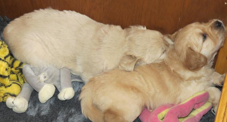 Bella's puppies asleep togethere