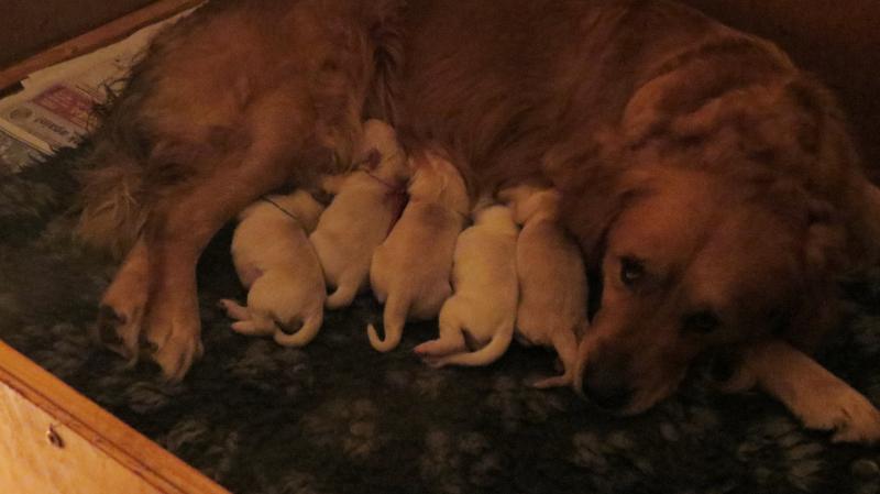 Bella's pups day 1