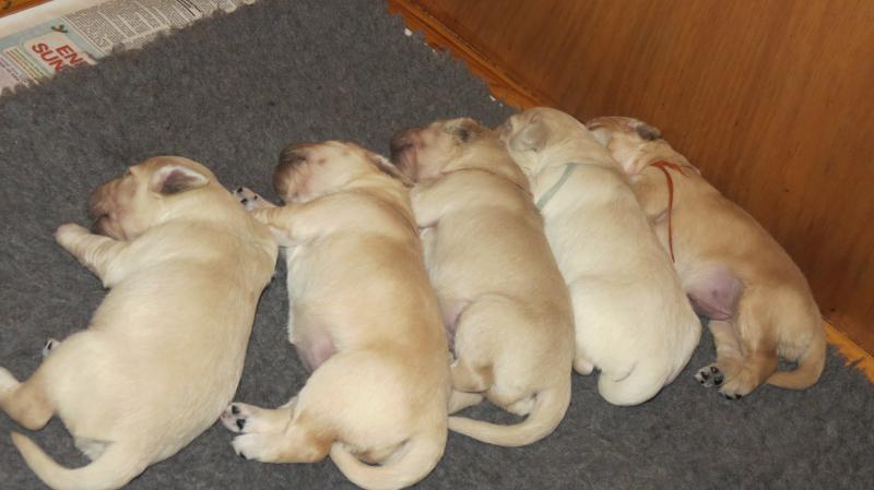 Bella's pups 10 Days old.