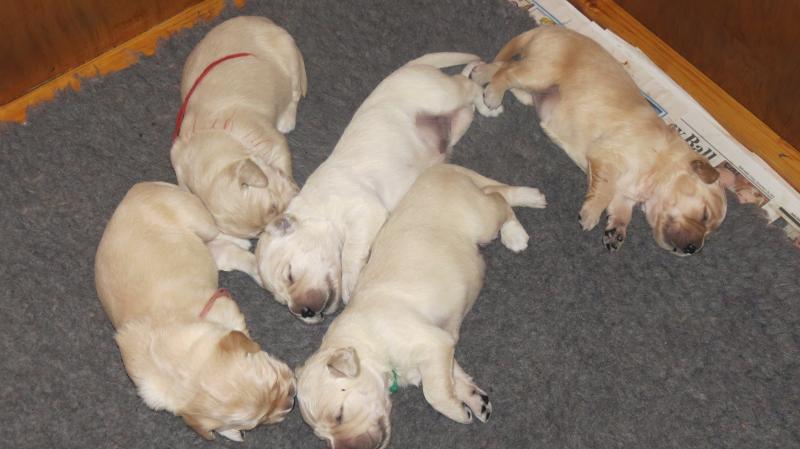 Bella's pups at 11 Days