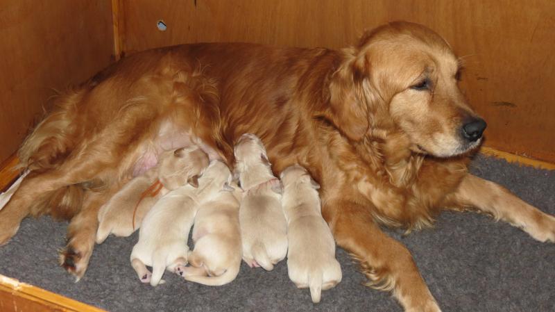 Bella's pups 3 days old