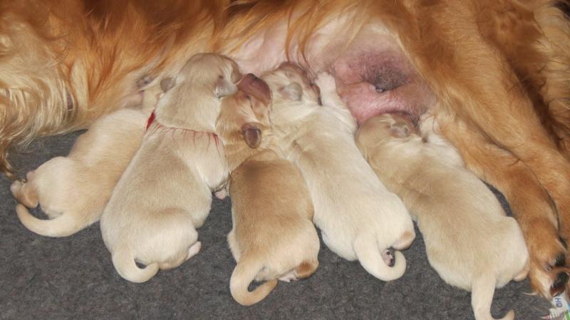 Bella's 4 day old pups