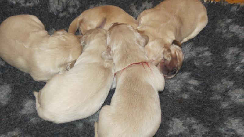 Bella's pups 6 Days old