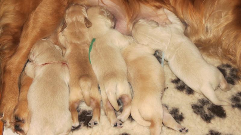 Bella's 8 Day puppies