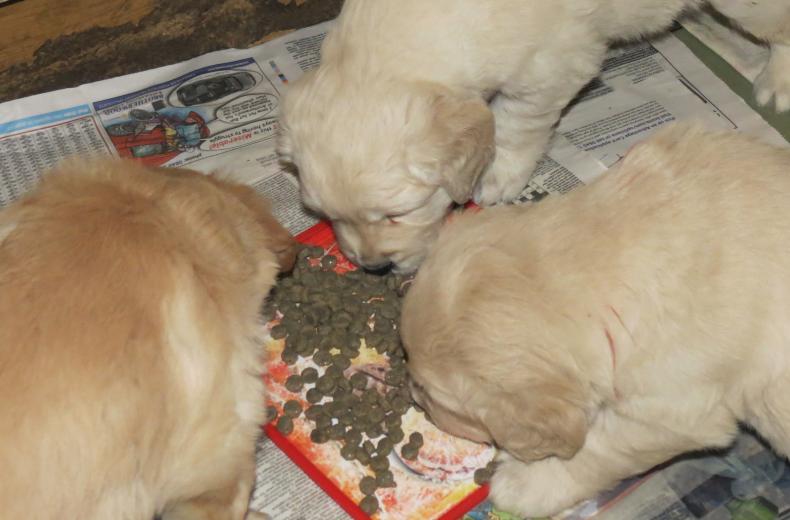 Bella's pups eating fish4dogs.