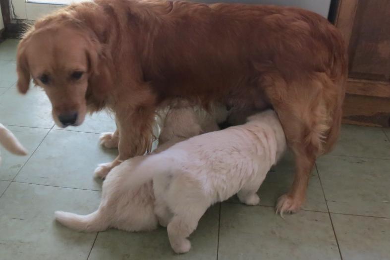 Bella's pups feeding from bella