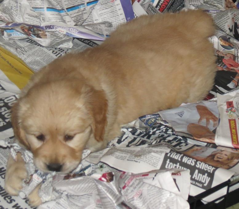 Bella's pups Miss Orange