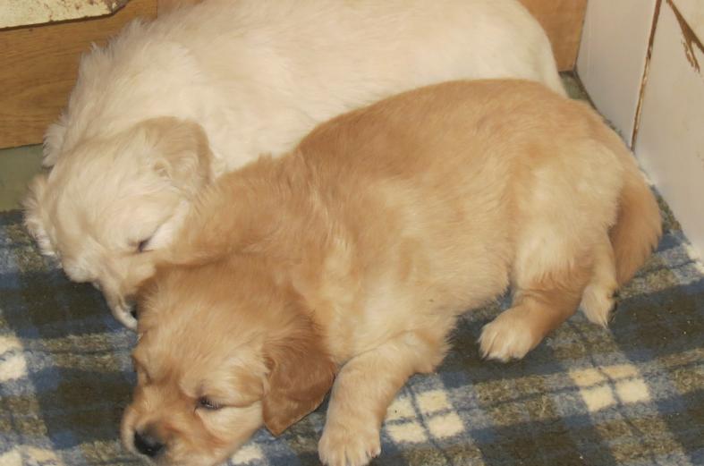 Bella's pups Miss Orange & Mr.Blue.