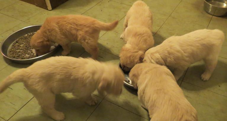 Bella's pups New feeding bowls