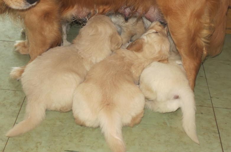 Bella's pups 5 weeks old