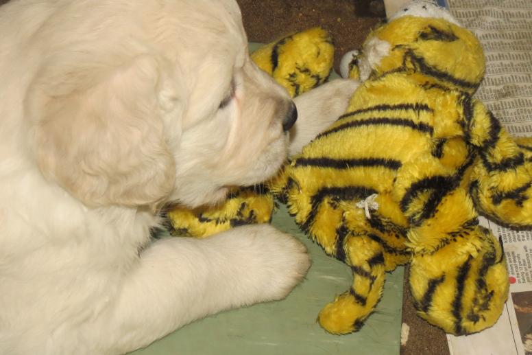 Bella's pups with a toy giraffe