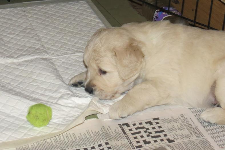 Bella's pups playing with ball