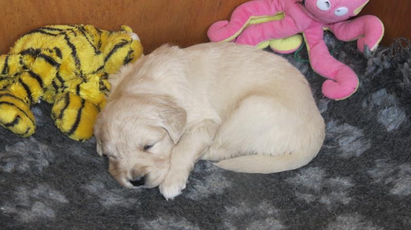 asleep with toys