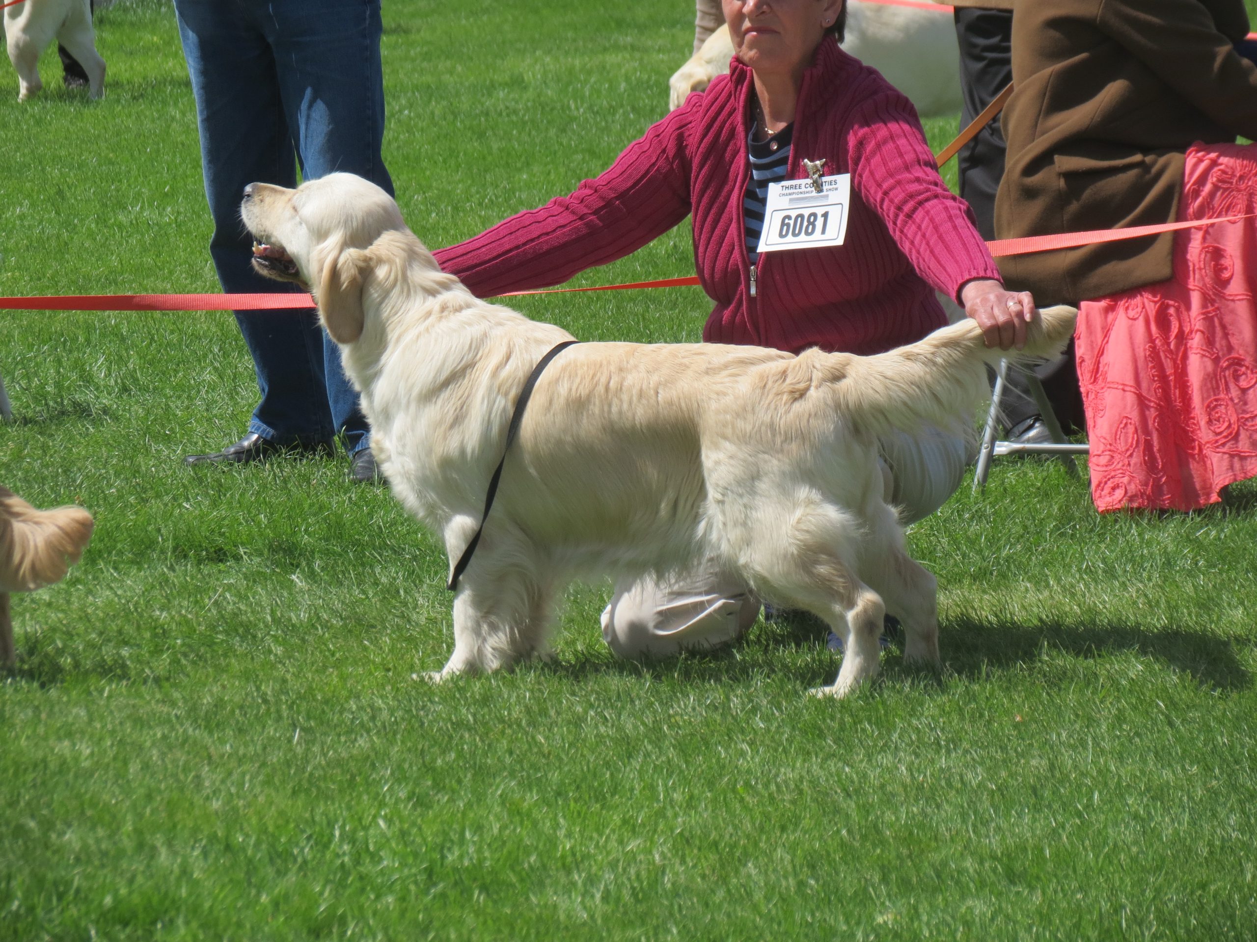 Breeze at Three Counties Champ Show