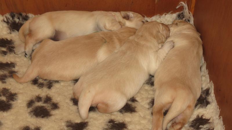 Elsa's puppies day 13