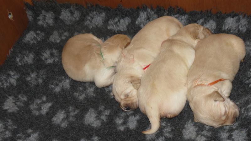 Elsa's puppies 12 