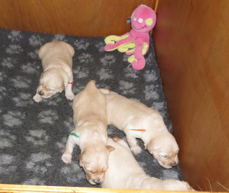 Elsa's puppies 2 weeks old