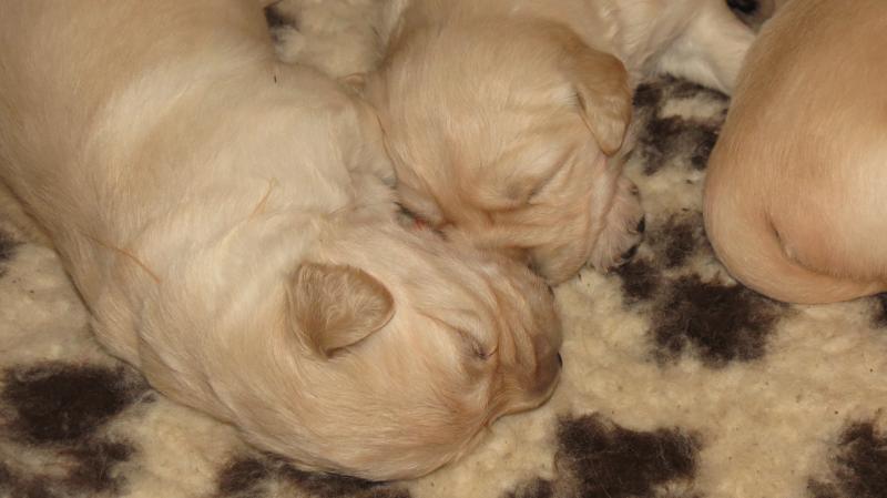 Elsa's puppies 19/04