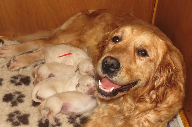 Elsa's pups 4 days old