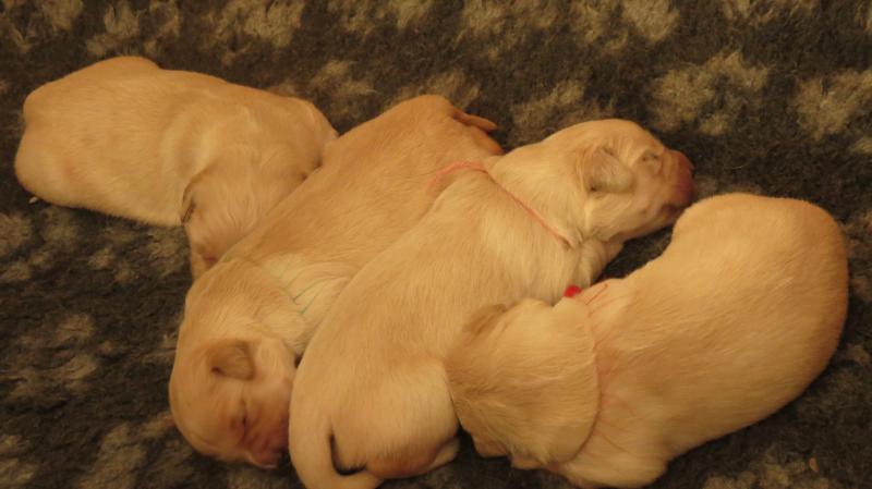 elsa's pups 1 week old