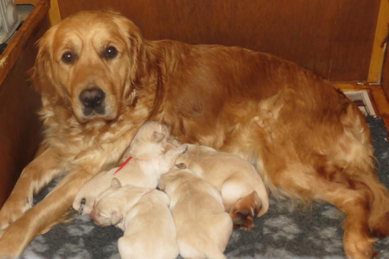 Elsa and pups 1 week old