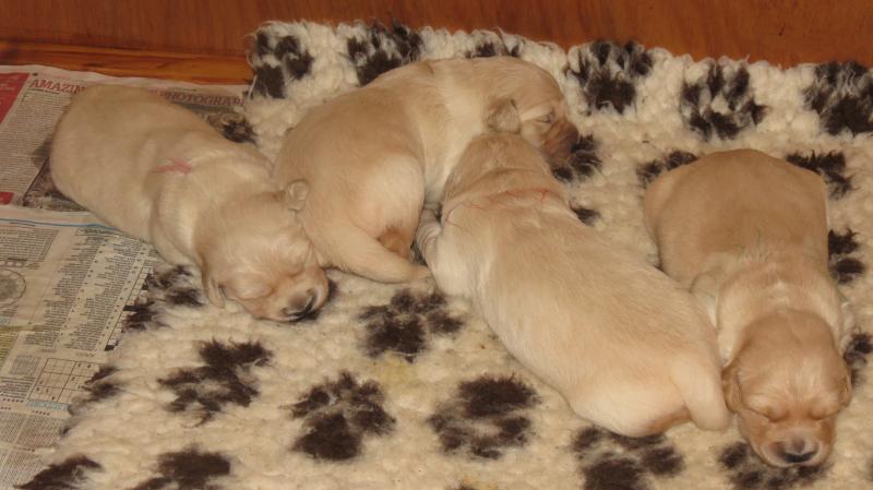 Elsa's puppies 12 days old