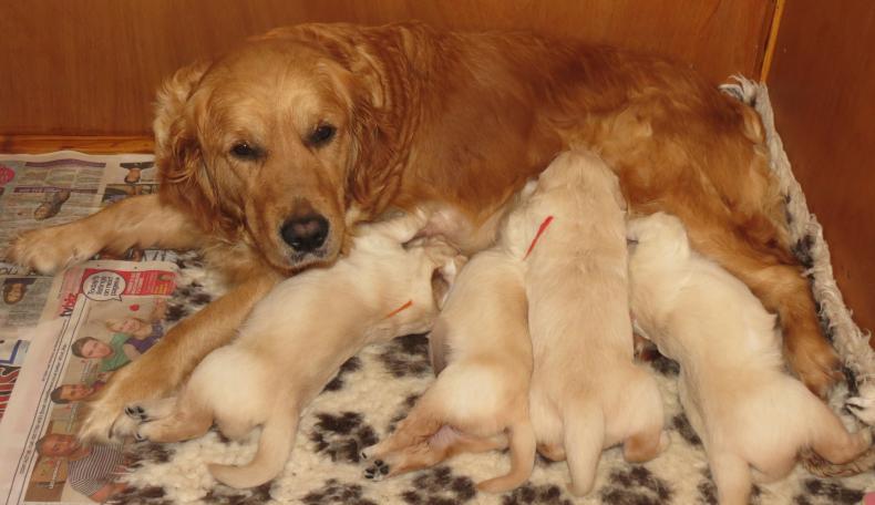 Elsa's puppies at 20 days old