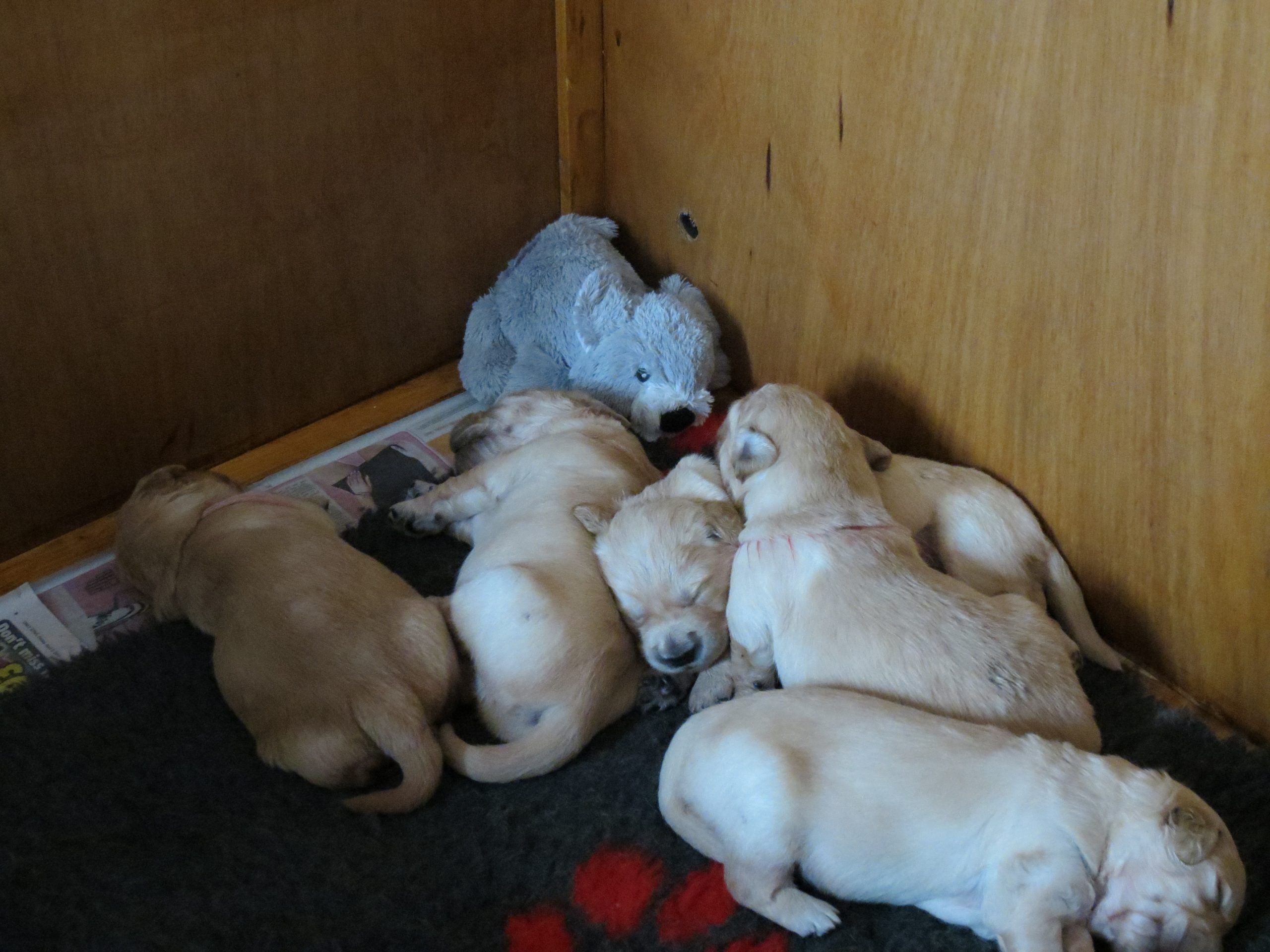 Elsa's pups 19.5.