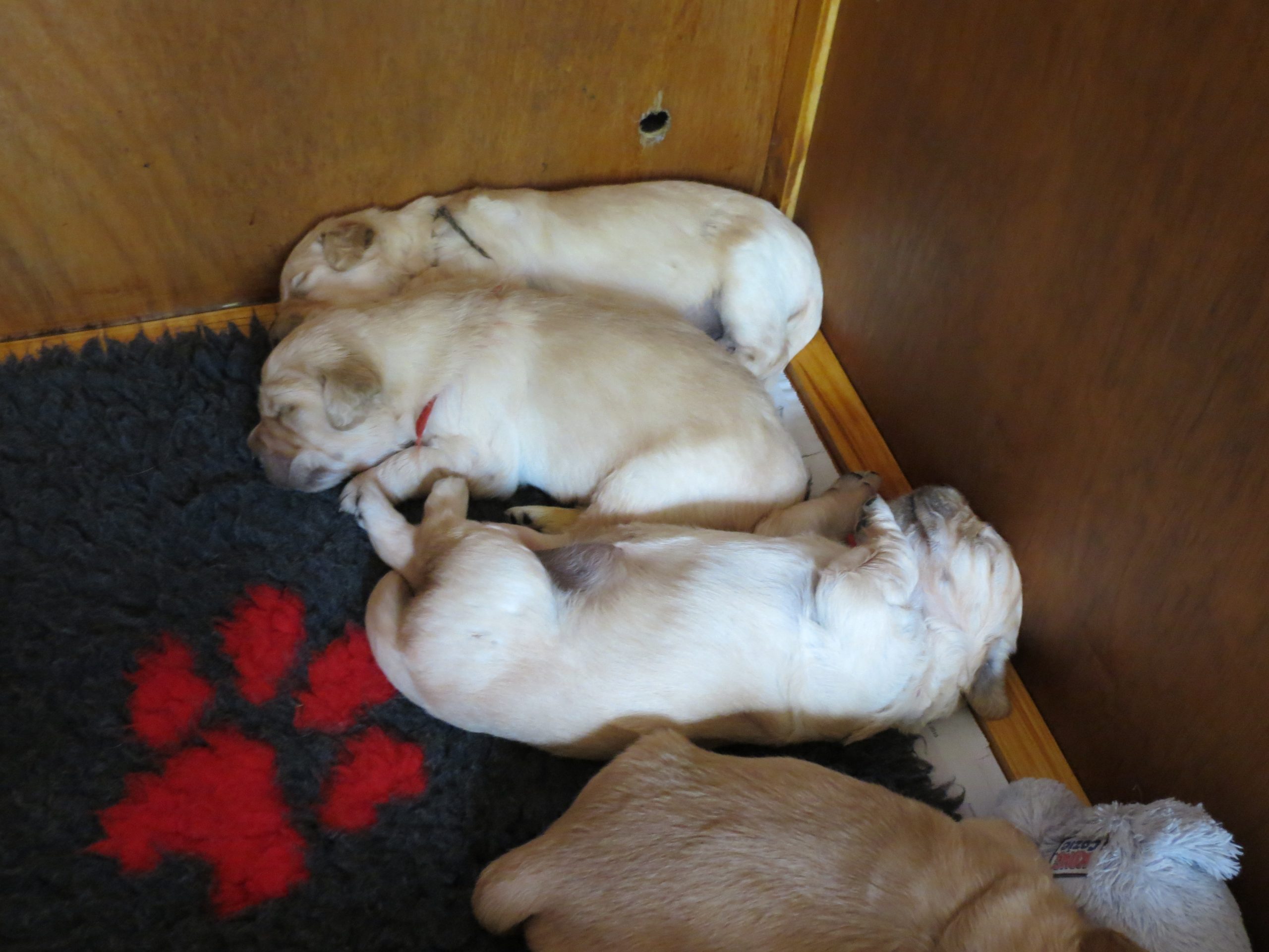 Elsa's pups 21.5. 2