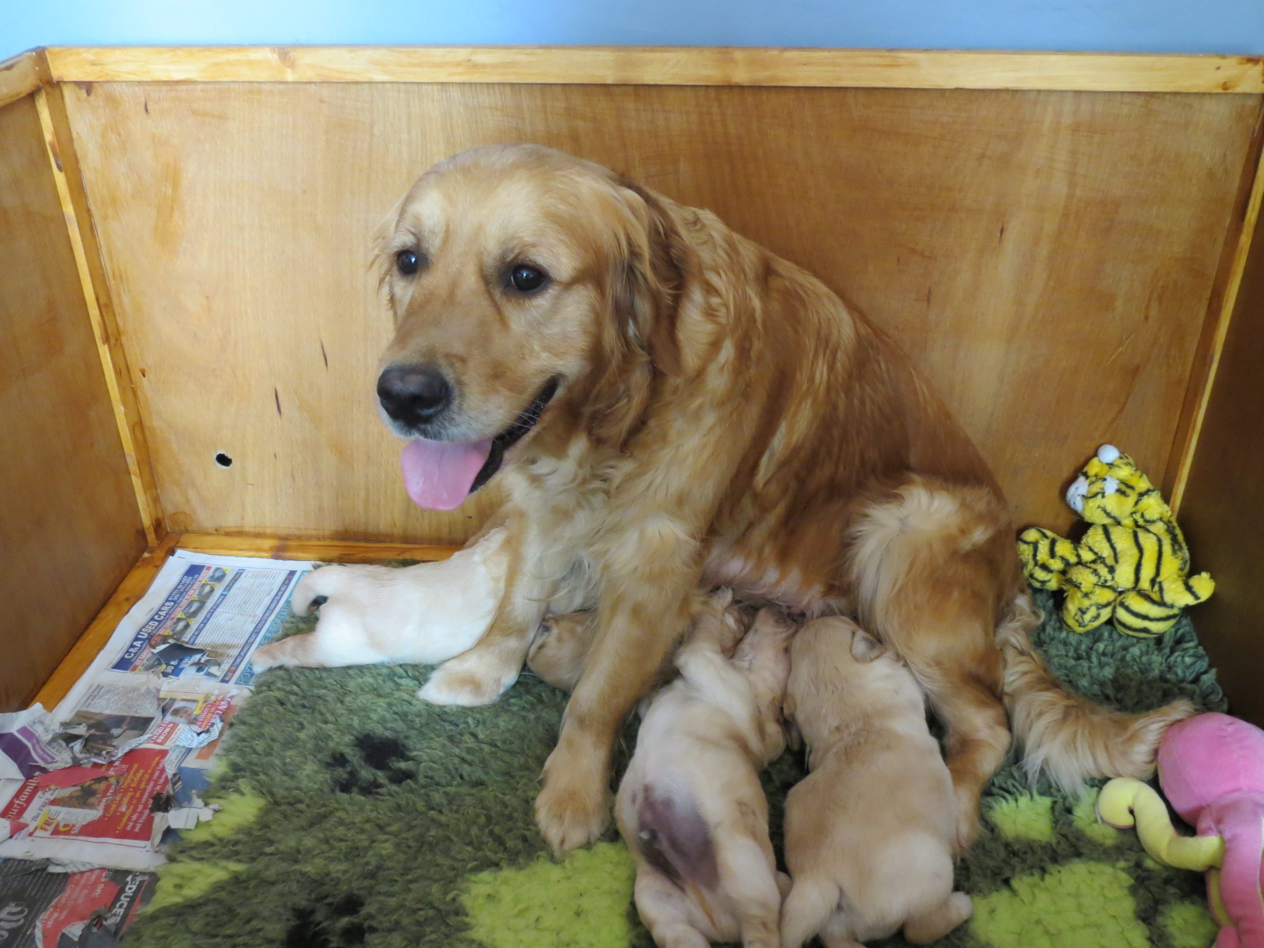 Elsa feeding puppies