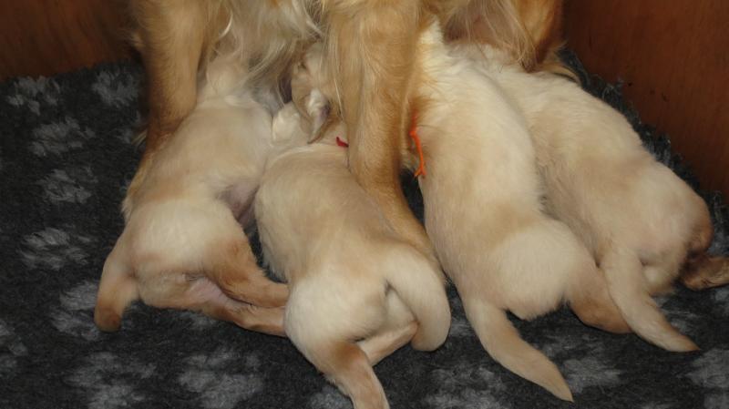 Elsa's puppies 23