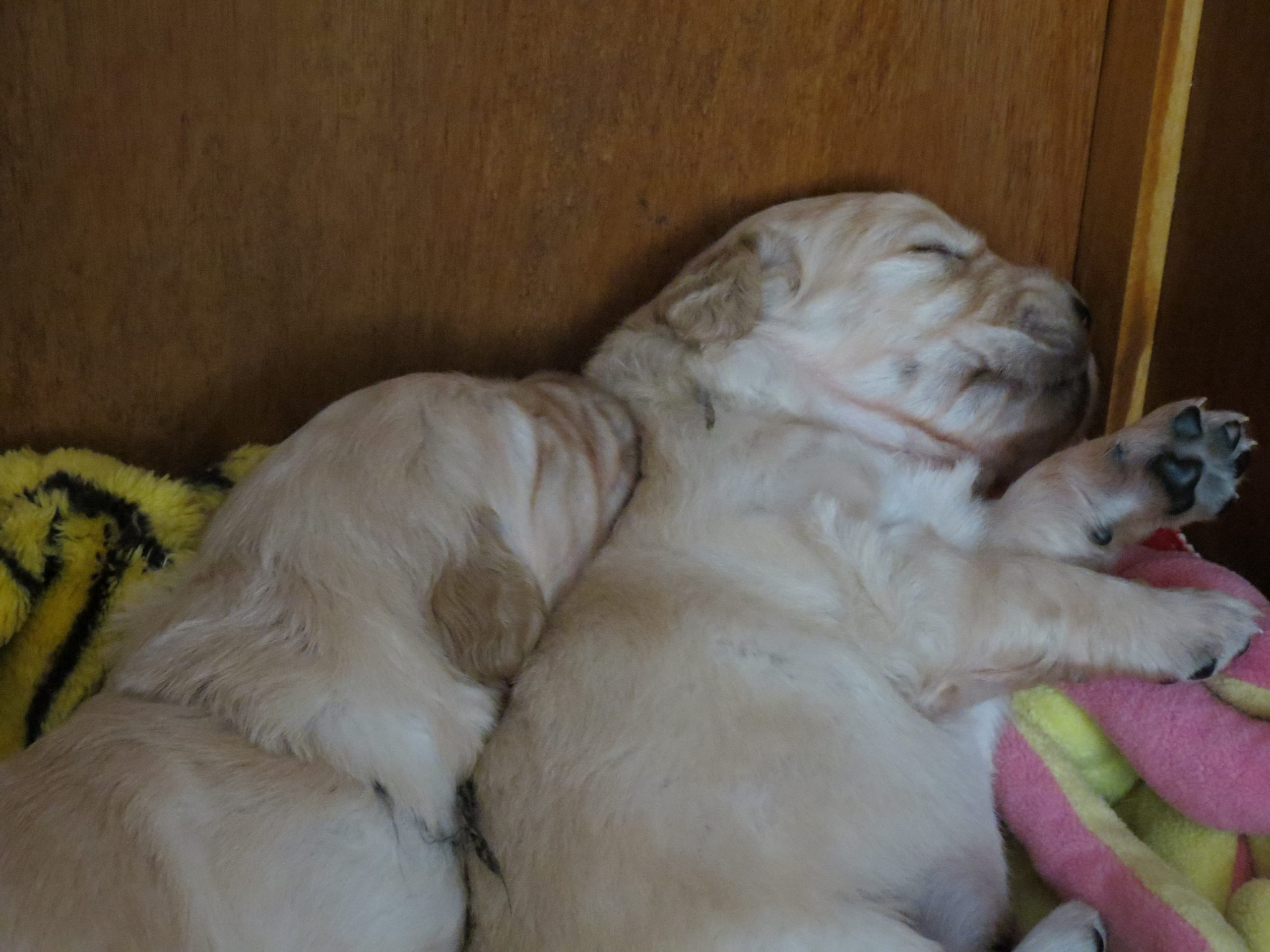 2 puppies asleep