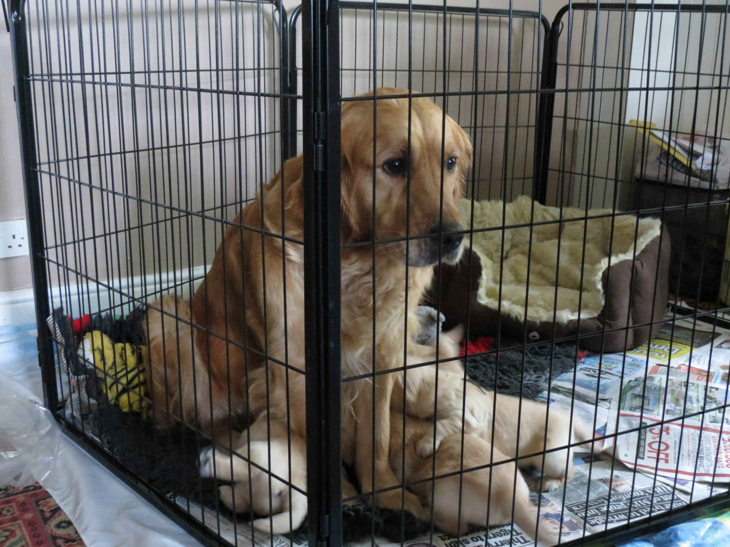 puppies in new room