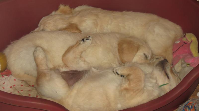 Elsa's puppies asleep