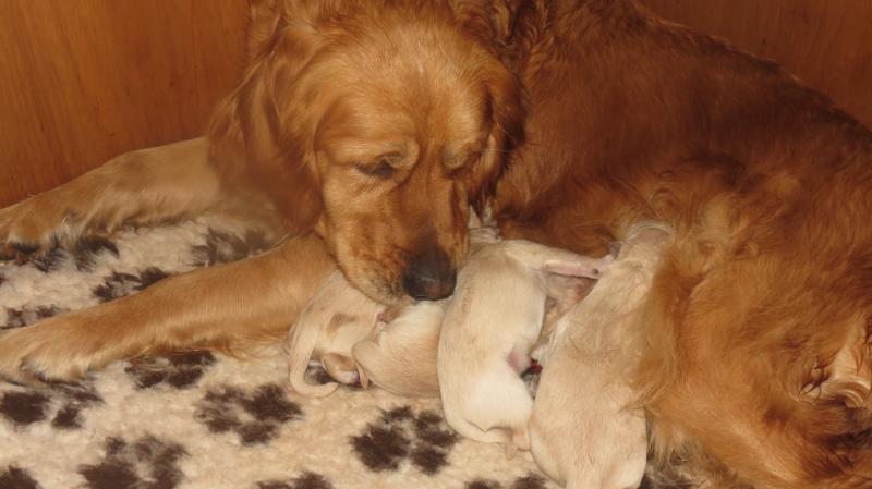 Elsa's new born puppies