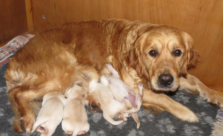 Elsa's puppies 2 days old